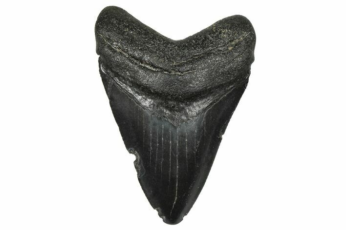 Juvenile Megalodon Tooth - South Carolina #368686